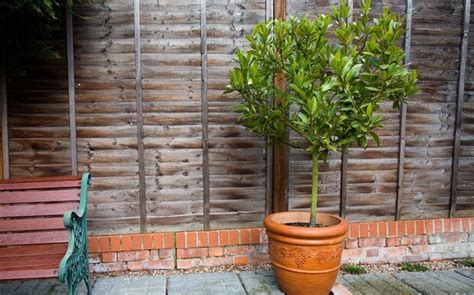 Bay Trees And Pot Plants The Latest Household Target For Thieves