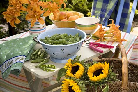 As soon as there's a sunny day in late february or march, i bundle up and head out to the garden to sow snap and shelling peas along. Garden peas - Stock Image - H110/4658 - Science Photo Library