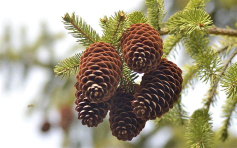 Pine Cone Wallpaper 57 Pictures