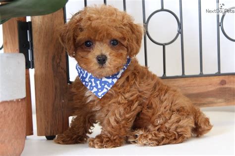 Poodle Toy Puppy For Sale Near Ft Myers Sw Florida Florida 97d0563f 8d01
