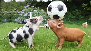 Image result for picture of gorgeous baby animals at play