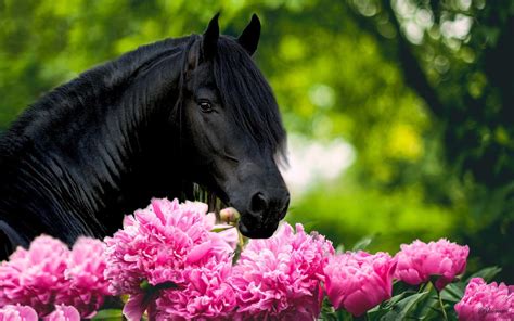 Animal Horse Flower Beauty Wallpapers Hd Desktop And Mobile