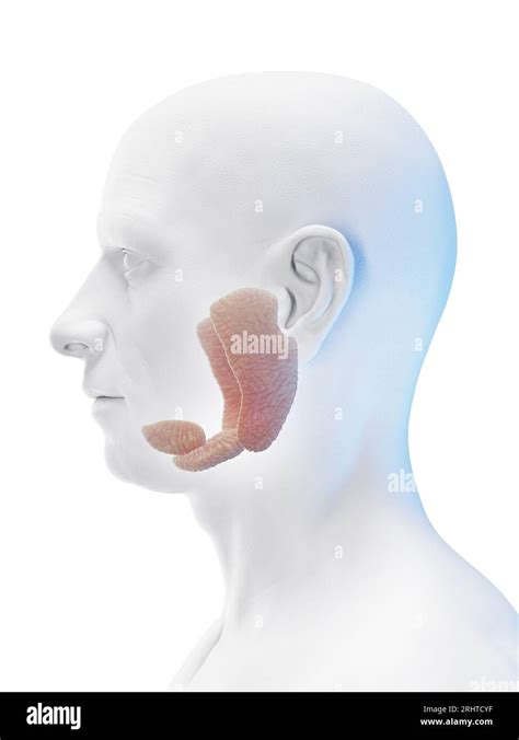 Male Salivary Glands Illustration Stock Photo Alamy