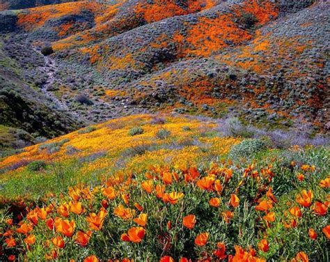 Want To See A Superbloom In California This Spring Head South