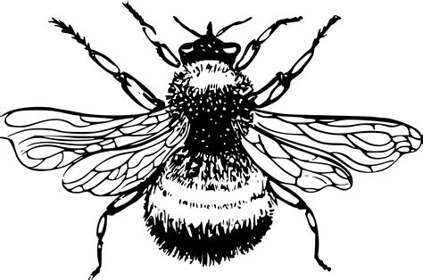 Bumblebee Black White Line Art Coloring Book Colouring Svg 168k Bee