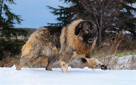 Caucasian Shepherd Dog Dog Breed Information And Pictures Livelife