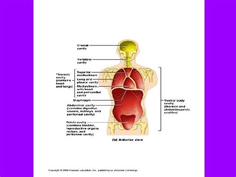 The four quadrants of the abdomen are the right and left upper quadrants and the right and left so they can do what is referred to as surface anatomy. Anatomy Quadrants : Four Abdominal Quadrants And Nine ...