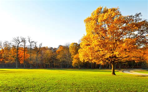 garden landscape nature panorama autumn trees beautiful wallpapers hd desktop and mobile