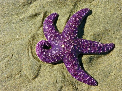 Purple Sea Star I By Lusherlamacraft