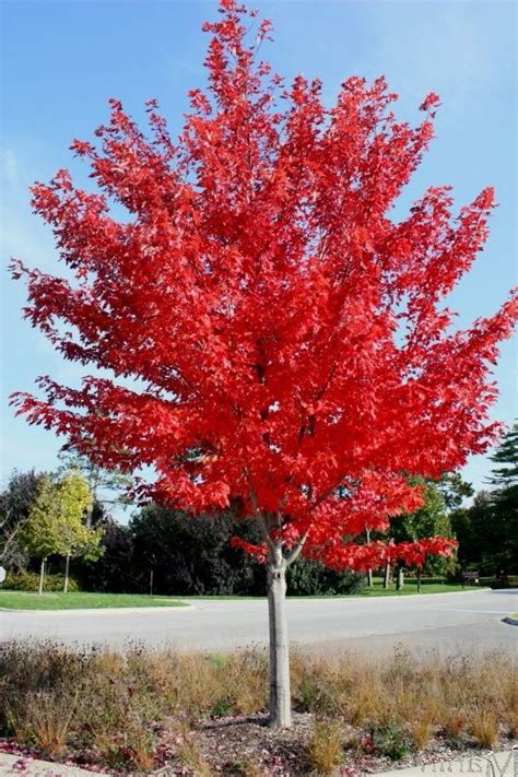 How To Grow Prescott Autumn Blaze Maple Watters Garden Center