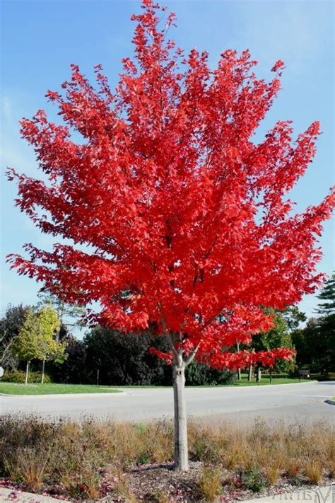 Maybe you would like to learn more about one of these? How to Grow Prescott Autumn Blaze Maple - Watters Garden ...