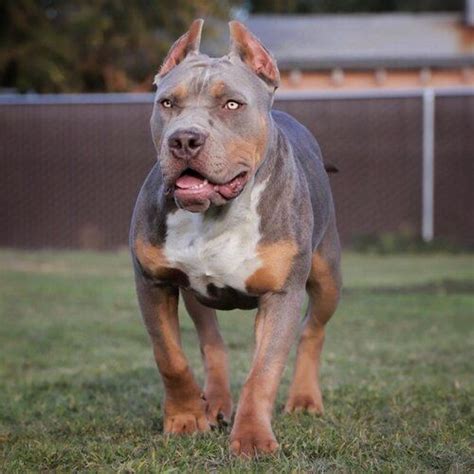 Já o abkc (american bully kennel club) não descreve exatamente quais raças participaram de sua origem, porém deixa claro que este é fortemente considerando o histórico do bully, é incontestável o fato de que a genética da raça é composta majoritariamente pela combinação entre american. Beautiful Lilac tri-color American Bully female walking in ...