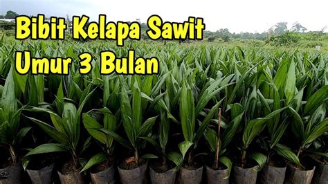 Bibit Kelapa Sawit Umur 3 Bulan Di Pre Nursery Youtube