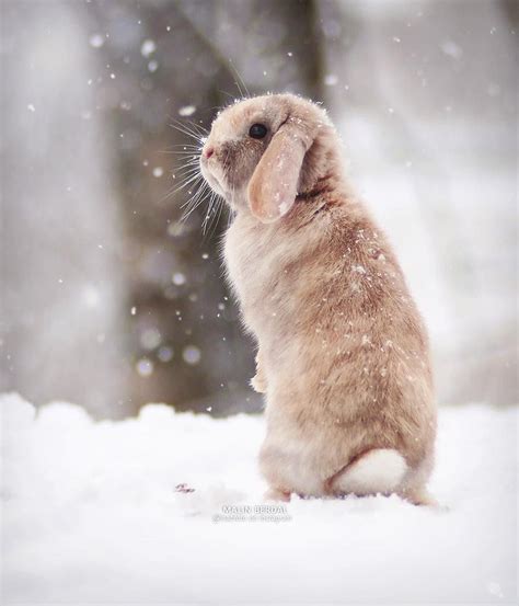 Winterwillneverend Süße Tiere Kaninchen Niedliche Tiere