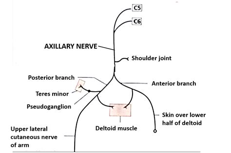 Axillary Nerve Anatomy Qa