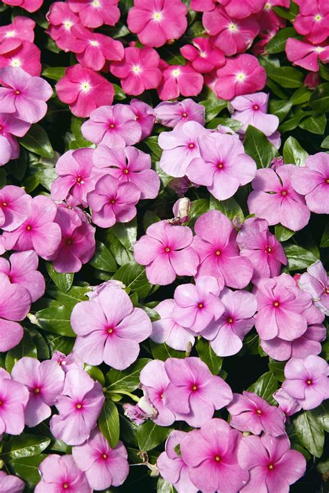 Annual Plants Perfect For Your Front Yard Decoomo