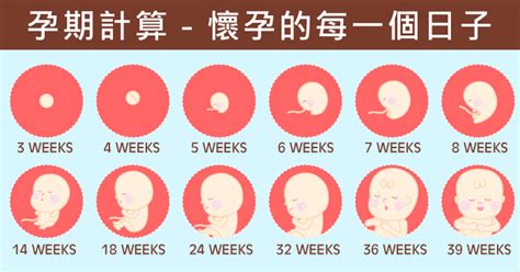 媽媽預產期計算機－免費計算懷孕週期與胎兒成長階段