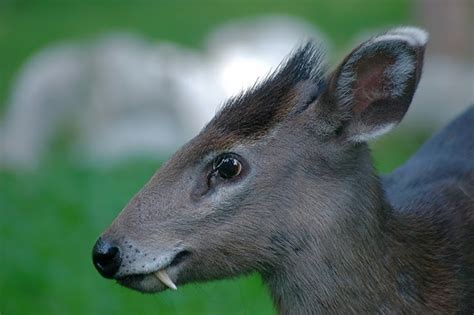 Science Visualized Vampire Deer Sabre Tooth Deer Deer With Fangs