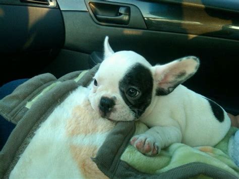 French Bulldog With Spots