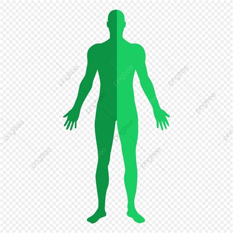Human Body Vector At Collection Of Human Body Vector