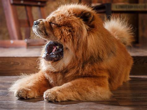 This Fluffy Pup Is A Member Of The Laziest Dog Breed In America