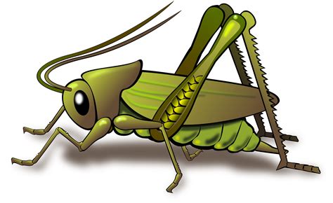 Animated Grasshopper Png Transparent File Png Play