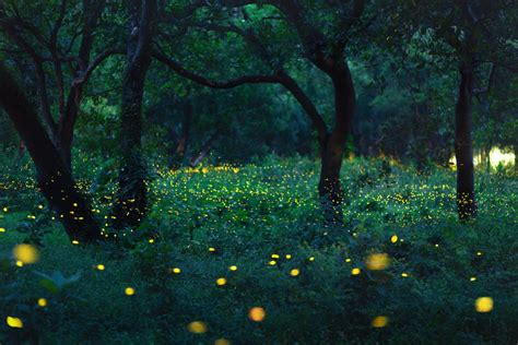 Fireflies At The Edge Of The Forest Natania Barron