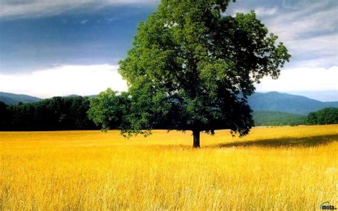 Lone Oak In The Midst Of A Grass Field 3840 X 2400 Fields Of Gold