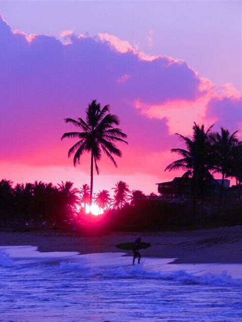 Palm Tree Purple Sun Sunset Image 2751766 By Mariad