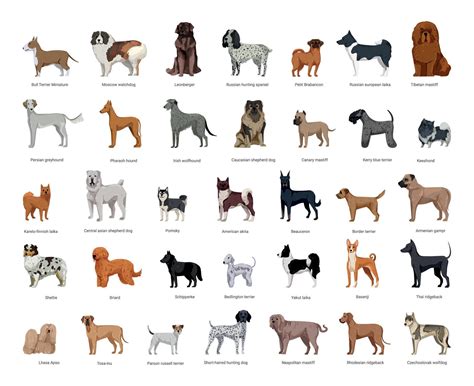 Dog Breeds Collection 9640097 Vector Art At Vecteezy