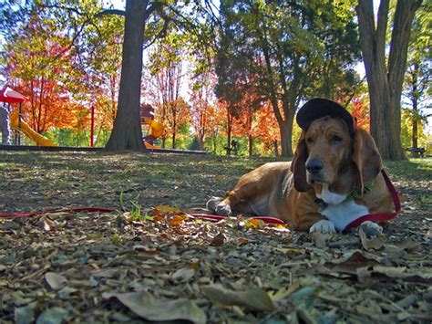 Lolly Enjoying The Fall Weather Ted Engler Flickr