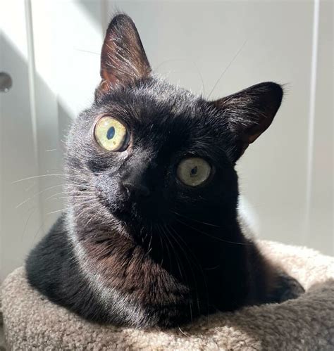 Meet Jinx A Cute Black Cat With Big Eyes That Is Named Mayor Of A
