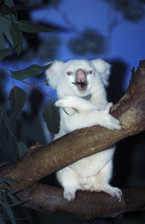 Albino Koala Rare Albino Animals Albino Animals Unusual Animals