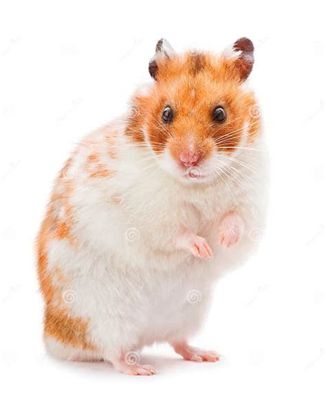 Brown Hamster Stock Photo Image Of Whisker Closeup 29348472