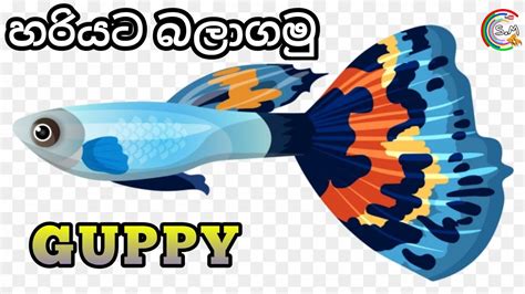 Please visit the purpose offered up oknum uppkb mambang muda, in young mambang village, support of hulu, regency of north. Guppy fish Care in Sinhala - YouTube