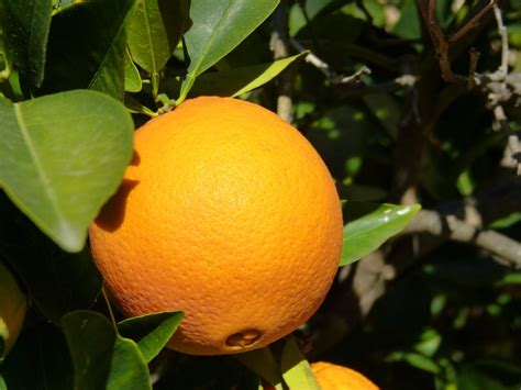 Naranja Árbol · Foto Gratis En Pixabay