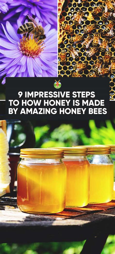 How Honey Is Made 9 Impressive Steps Honeybees Make Honey