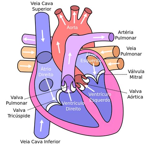 A Circulação Pulmonar Compreende As Seguintes Estruturas Do Coração