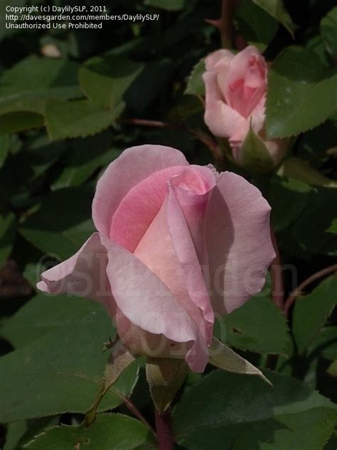 To make a pinky promise, or pinky swear, is a traditional gesture most commonly practiced amongst children involving the locking of the pinkies of two people to signify that. PlantFiles Pictures: Hybrid Tea Rose 'Pink Promise' (Rosa ...