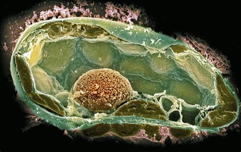 Plant Cell Sem Photograph By Dr David Furness Keele University
