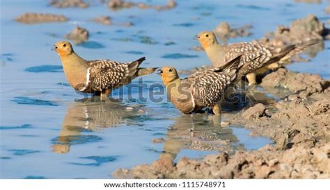 Flock Namaqua Sandgrouse Drinks Water Waterhole Stock Photo 1115748971