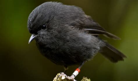The Extraordinary Survival Story Of The Black Robin