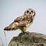 Hawaiʻi Birding Trails  Hawaiian Short Eared Owl