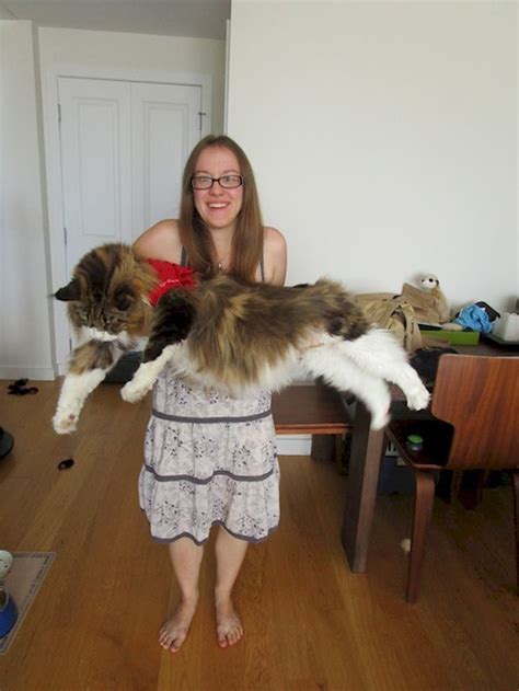 15 Gigantic Cats That It Is Almost Impossible Not To Fall In Love With