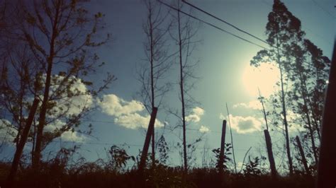 Free Images Tree Nature Forest Branch Cloud Sky Sunlight