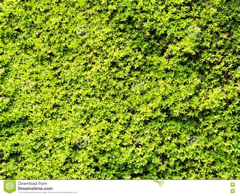 Natural Green Moss Texture On Wall For Beautiful Background Stock Image