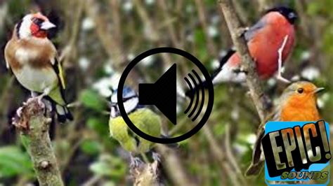 All bird sounds in both wav and mp3 formats here are the sounds that have been tagged with customer free from soundbible.com. Epic - Sounds - Bird Chirping #2 Sound Effect - Copyright ...