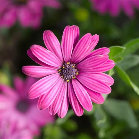 What Color Looks Best With Purple - Colors That Go With Green
