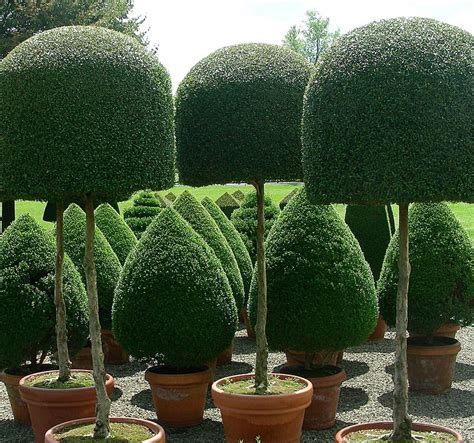 Box Hedge Topiary Shapes Raysa Garden Plant