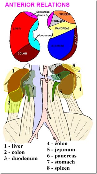 Anatomy of the urinary tract – Part 2 | Medatrio